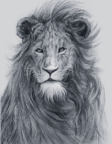 素描狮子图片