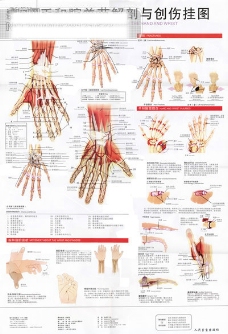 手和腕关节解剖图
