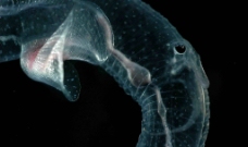深海生物深海奇異生物图片