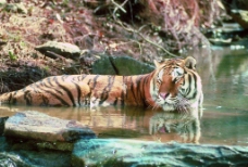 东南亚老虎图片