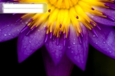 紫色的花朵特写高清图片