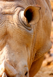动物表情犀牛野生动物图片