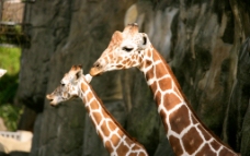 长颈鹿动物表情野生动物图片
