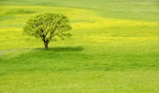 绿草 大树图片