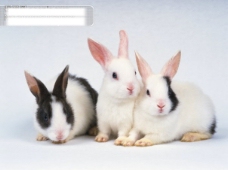 其他生物小动物宠物兔7